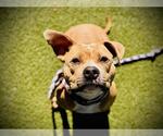 Small #1 American Pit Bull Terrier Mix