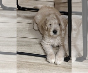Double Doodle Puppy for sale in LILBURN, GA, USA