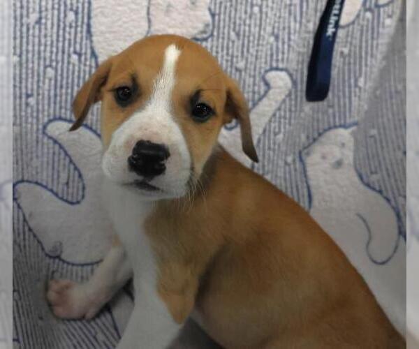 Medium Photo #1 Mutt Puppy For Sale in Thief River Falls, MN, USA