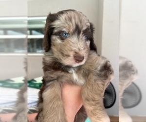 Medium Aussiedoodle