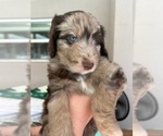 Puppy Chewie Aussiedoodle