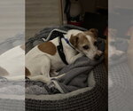 Small #3 Jack Russell Terrier Mix