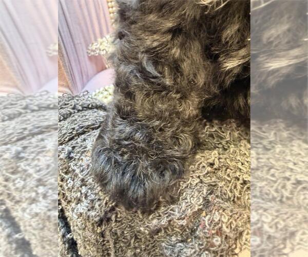 Medium Photo #2 Poodle (Toy) Puppy For Sale in TUCSON, AZ, USA