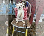 Small #1 Maltese Mix