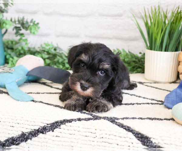 Medium Photo #11 Schnauzer (Miniature) Puppy For Sale in SYRACUSE, IN, USA