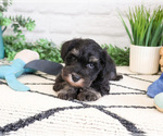 Small #10 Schnauzer (Miniature)