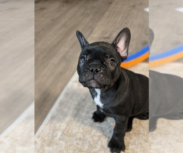 Medium Photo #7 French Bulldog Puppy For Sale in FORT MYERS, FL, USA