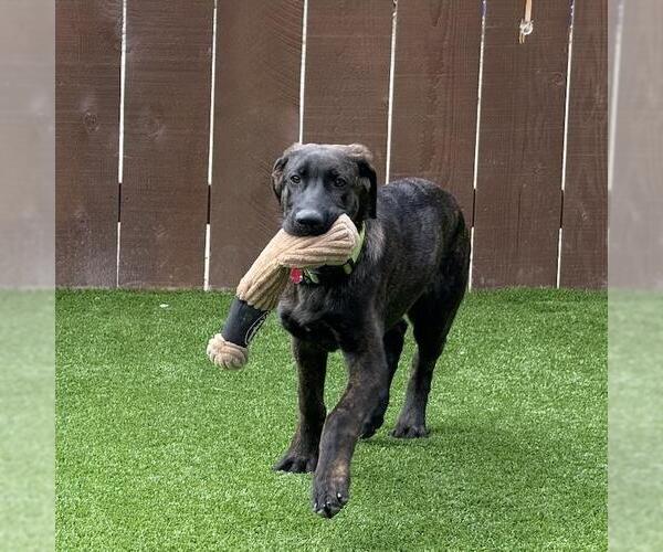 Medium Photo #4 Labrador Retriever-Unknown Mix Puppy For Sale in San Diego, CA, USA
