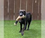 Small #3 Labrador Retriever Mix