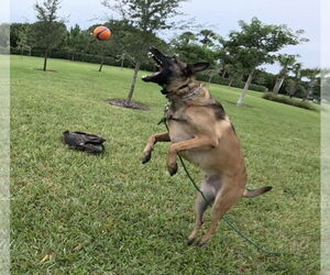 Cody - FL - Male Mutt Dog for Adoption - Photo #7