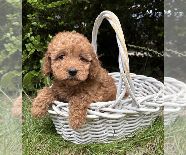Medium Photo #4 Cockapoo (Miniature) Puppy For Sale in MIDDLEBURY, IN, USA