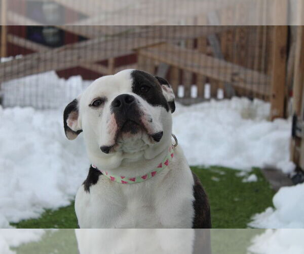 Medium Photo #1 Bulldog-Unknown Mix Puppy For Sale in Chestertown, MD, USA