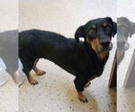 Small #5 Dachshund Mix