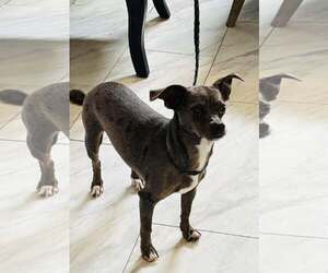 Chihuahua Dogs for adoption in York, SC, USA