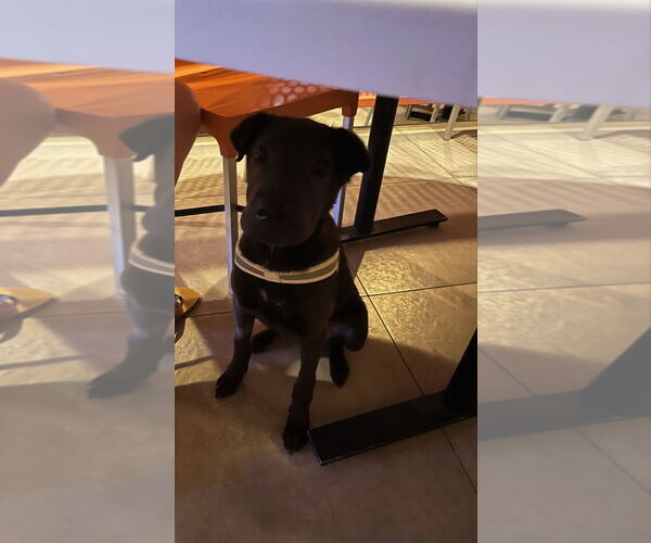 Medium Photo #4 Chinese Shar-Pei-Unknown Mix Puppy For Sale in Woodland Hills, CA, USA