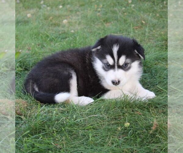 Medium Photo #2 Alaskan Malamute Puppy For Sale in CROGHAN, NY, USA