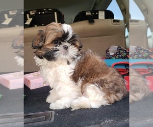 Shih Tzu Puppy for sale in MIDLAND, TX, USA