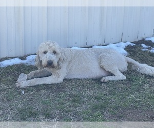 Mother of the Goldendoodle puppies born on 03/30/2022