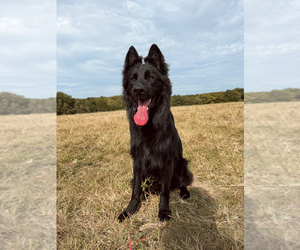 Father of the German Shepherd Dog puppies born on 09/19/2026