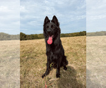 Small Photo #1 German Shepherd Dog Puppy For Sale in MARSHALL, MO, USA