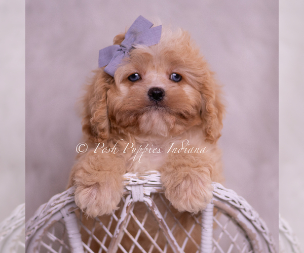 Medium Photo #6 Cavapoo (Miniature) Puppy For Sale in WARSAW, IN, USA