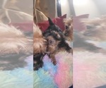 Small Photo #201 Yorkshire Terrier Puppy For Sale in AKRON, OH, USA