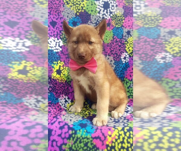 Medium Photo #2 Siberian Husky Puppy For Sale in LANCASTER, PA, USA