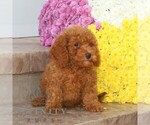 Small #1 Cavapoo