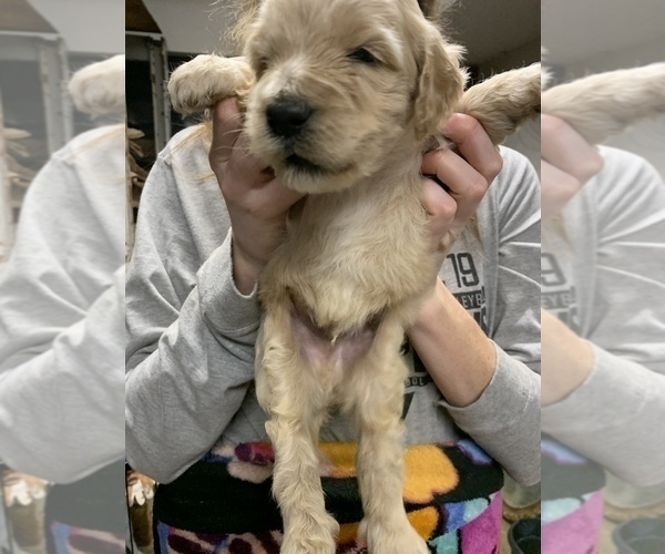 Medium Photo #3 Pyredoodle Puppy For Sale in BRKN ARW, OK, USA