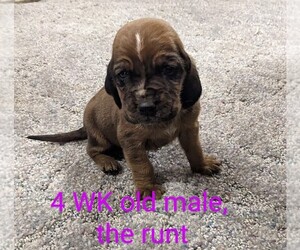 Bloodhound Puppy for sale in SALEM, IN, USA