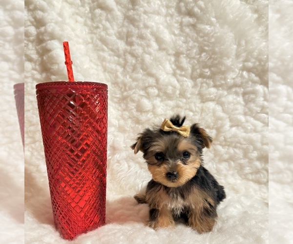 Medium Photo #5 Yorkshire Terrier Puppy For Sale in REDLANDS, CA, USA
