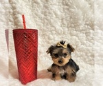 Small #4 Yorkshire Terrier