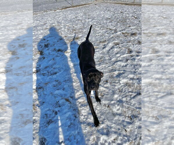 Medium Photo #4 American Staffordshire Terrier-Labrador Retriever Mix Puppy For Sale in Pierceton , IN, USA