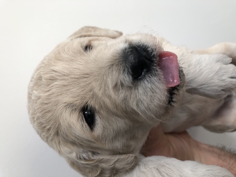 Medium Photo #1 Goldendoodle Puppy For Sale in SAMMAMISH, WA, USA