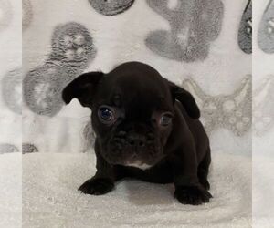 French Bulldog Puppy for sale in JOHNS ISLAND, SC, USA