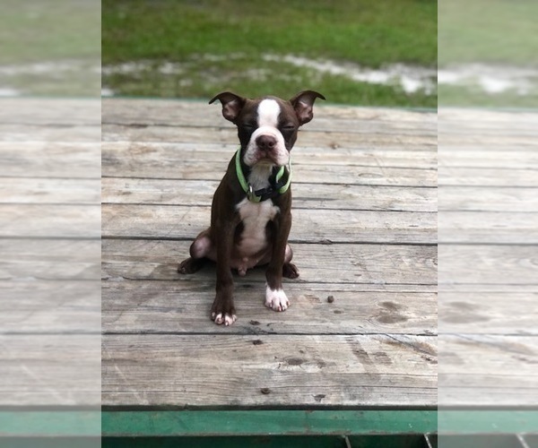 Medium Photo #6 Boston Terrier Puppy For Sale in AIKEN, SC, USA