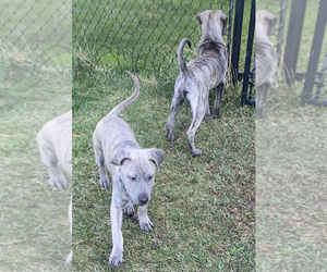 Cane Corso-Siberian Husky Mix Puppy for sale in RAWSONVILLE, MI, USA
