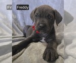 Puppy Freddy Cane Corso