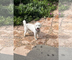 Poodle (Toy) Dogs for adoption in Menifee, CA, USA