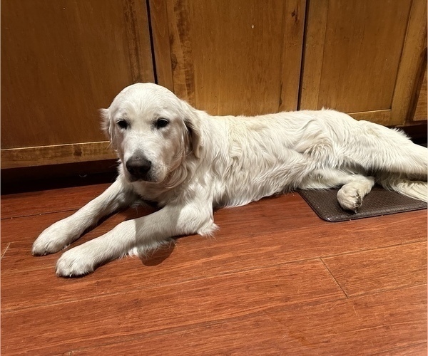 Medium Photo #1 Golden Retriever Puppy For Sale in SIOUX FALLS, SD, USA