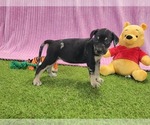 Small #5 Catahoula Leopard Dog