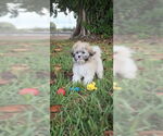 Small #2 Shih Tzu