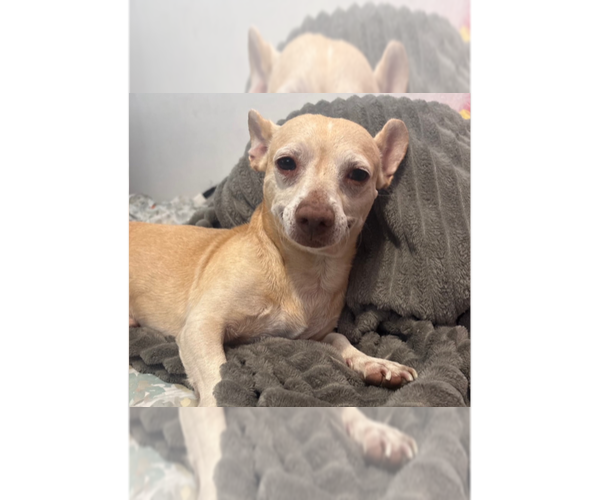 Medium Photo #1 Chihuahua Puppy For Sale in New York, NY, USA