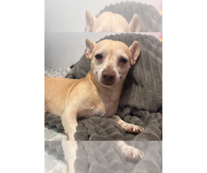 Chihuahua Dogs for adoption in New York, NY, USA