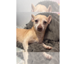 Oliver (TX) - Male Chihuahua Dog for Adoption - Small photo