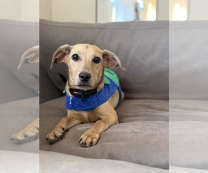 Dachshund-Unknown Mix Dogs for adoption in pomfret, CT, USA