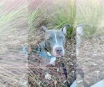 Small #13 Staffordshire Bull Terrier