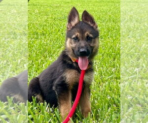 German Shepherd Dog-Unknown Mix Dogs for adoption in Royal Palm Beach, FL, USA