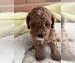 Small Photo #46 Cavapoo-Poodle (Toy) Mix Puppy For Sale in PENSACOLA, FL, USA