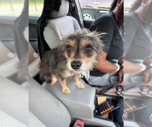 Cairn Terrier Dogs for adoption in Fort Lauderdale, FL, USA